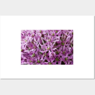 Allium stipitatum  'Mars' Posters and Art